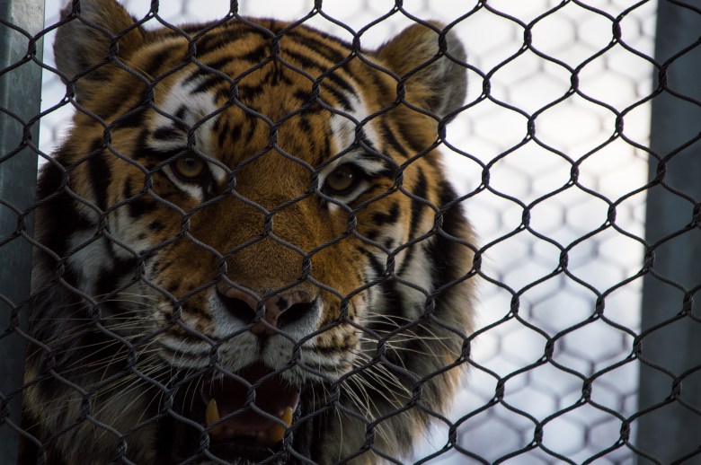 Philly, city of brotherly love, Phila, Philadelphia, family friendly, family vacation, road trip, tiger, Philadelphia zoo