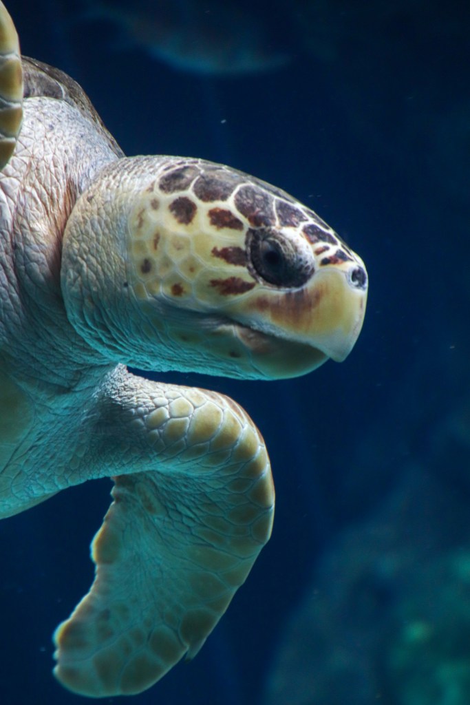 Florida Aquarium, Tampa CityPass, Tampa Bay, Coral Reef, Sea turtle, Fish