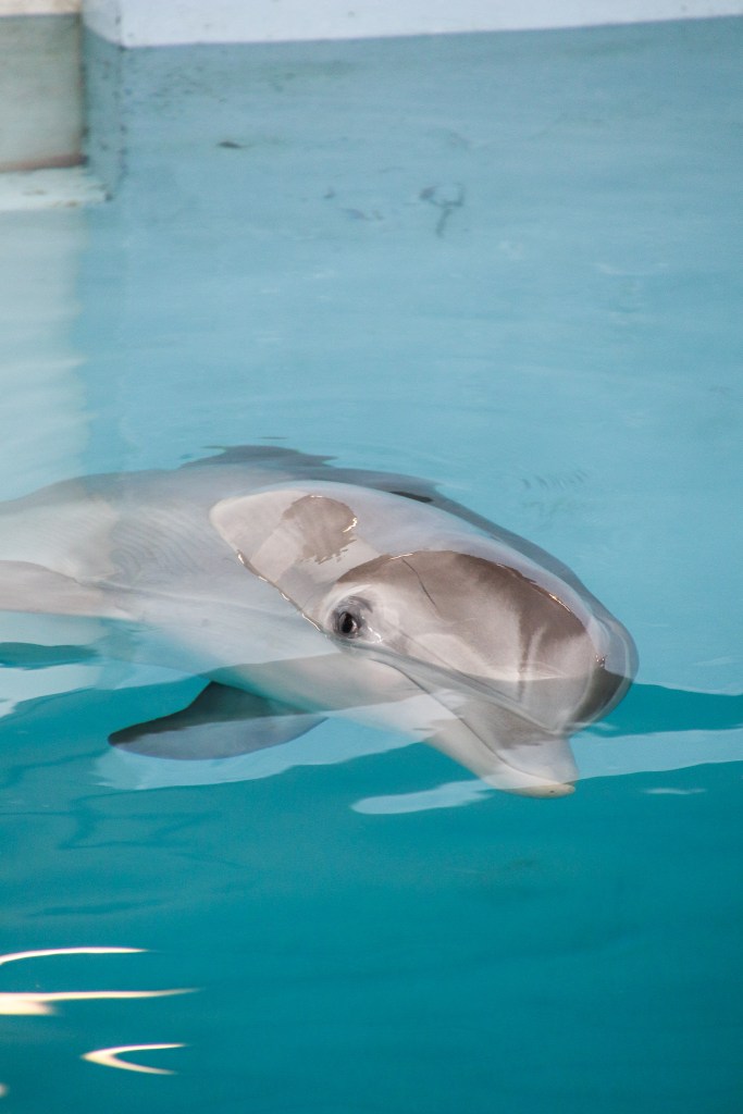 Clearwater Marine Aquarium, Winter, Dolphin, Dolphin tale, 