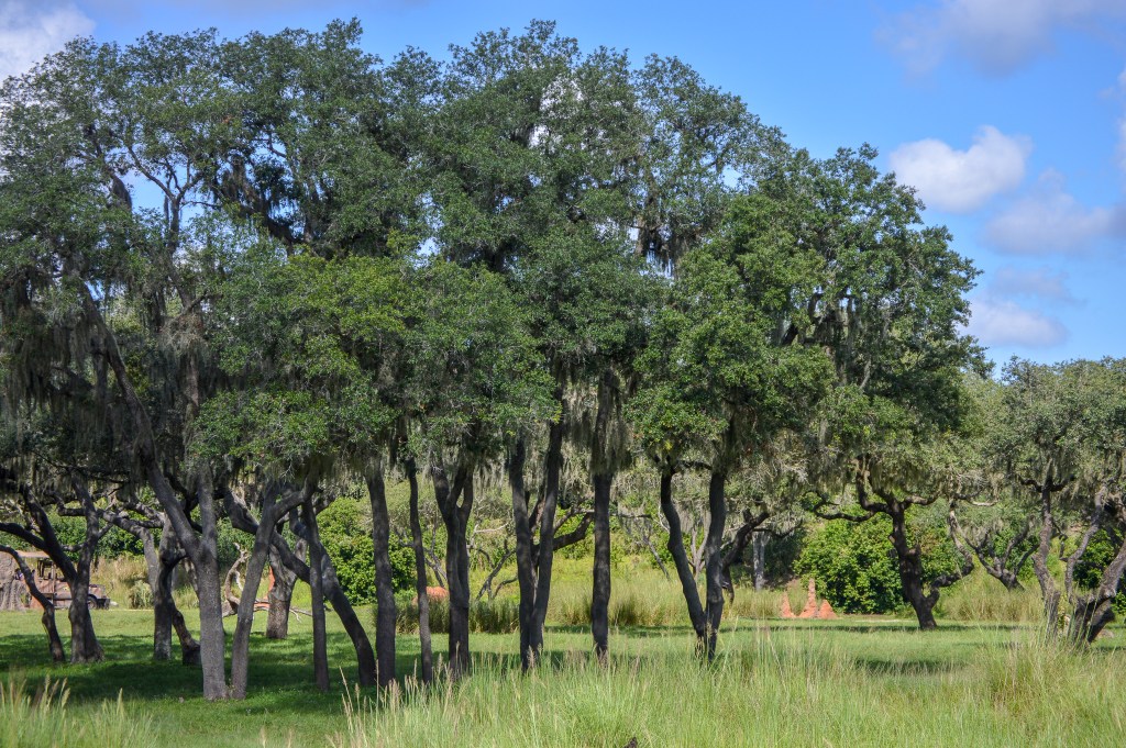 Kilimanjaro Safaris Animal Kingdom, WDW, Walt Disney World, Animals, Africa, 