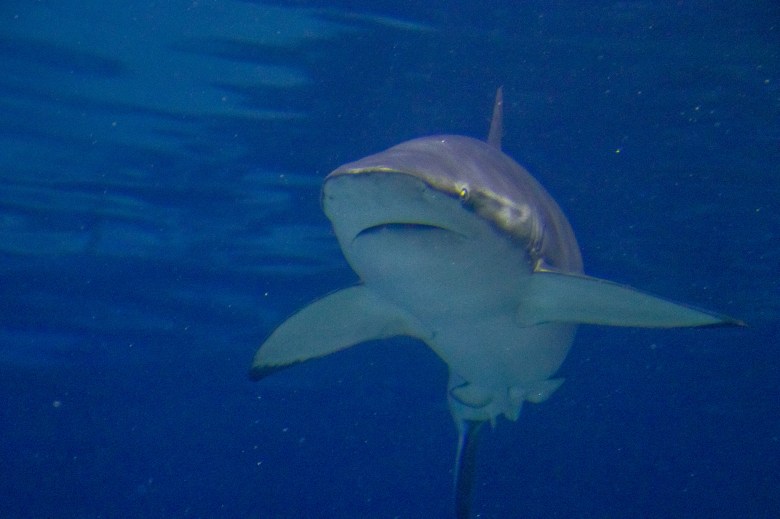 Adventure Aquarium Camden NJ, Shark, Jersey, New Jersey, Garden State, Boardwalk, Shore, Beach, Pine barrens, 