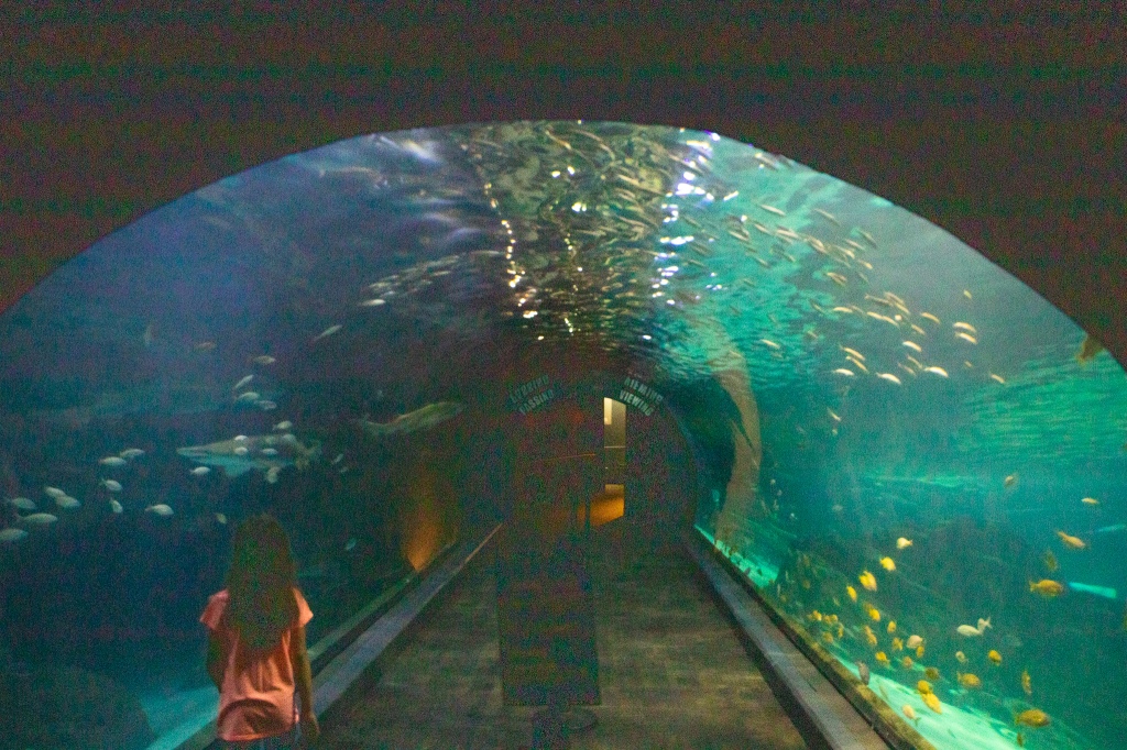 Shark Tunnel, Sharks, Underwater viewing, Camden, Adventure Aquarium, NJ, Philadelphia, Marine Life, Sea Life