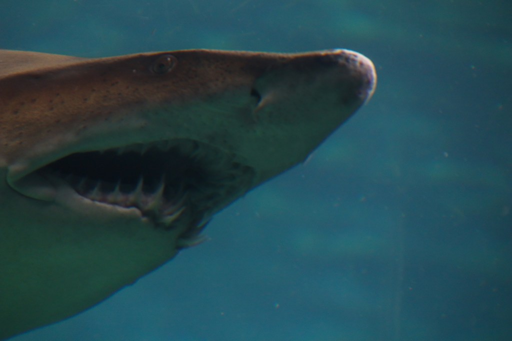 Florida Aquarium, Tampa CityPass, Tampa Bay, Coral Reef, Sharks, Fish