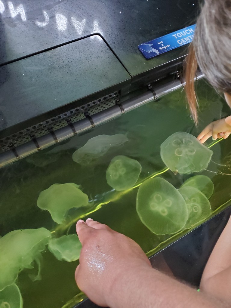 Touching Jelly fish at the Florida Aquarium 