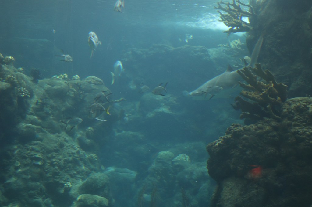 Florida Aquarium, Tampa CityPass, Tampa Bay, Coral Reef, Sharks, Fish