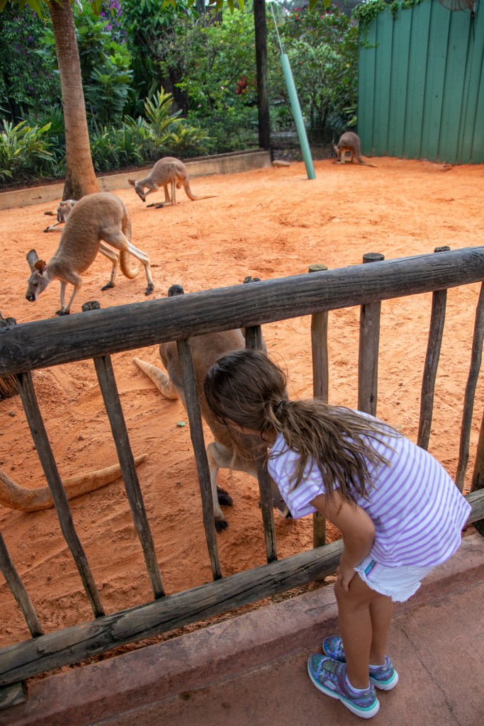 Kangaroo, Busch Gardens, Tampa, Florida, theme park, zoo, 