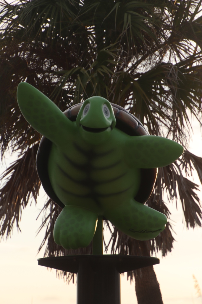 Turtle on the Clearwater Beach