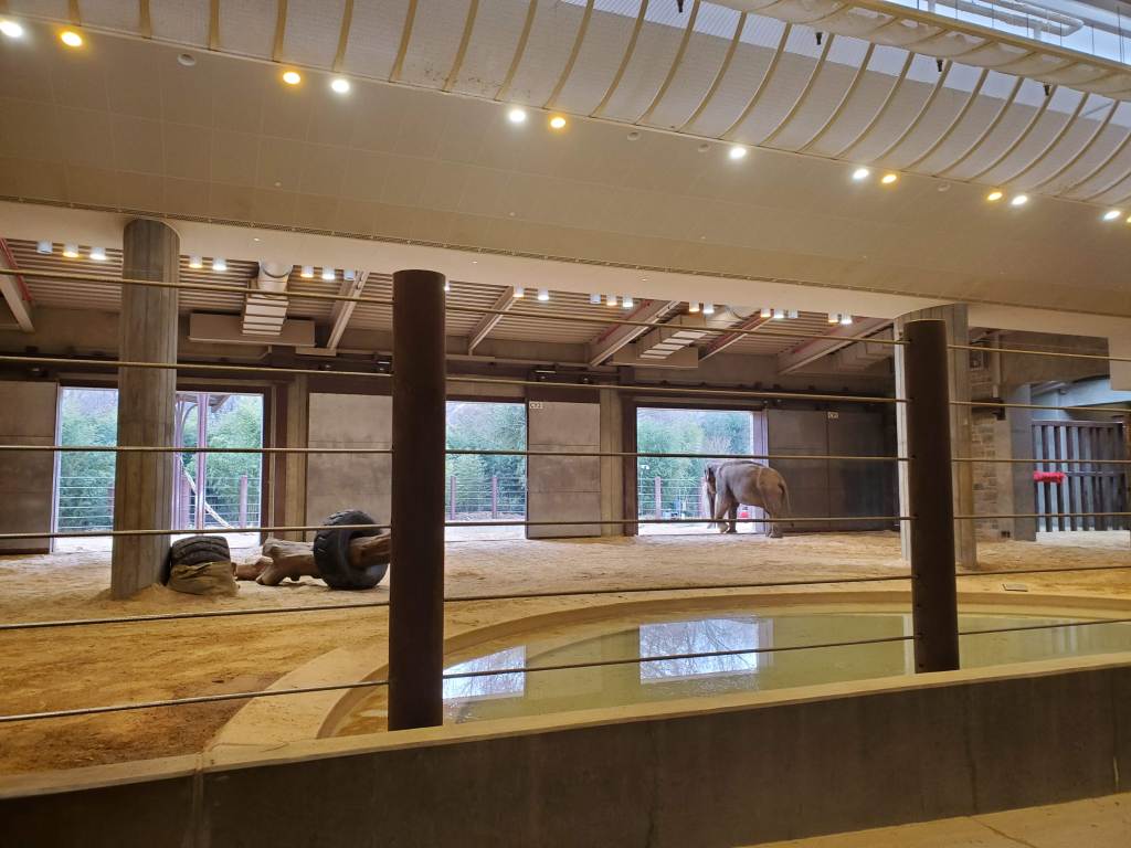 Elephants, National Zoo, Free, Smithsonian, Washington DC, Capital, Animals, 