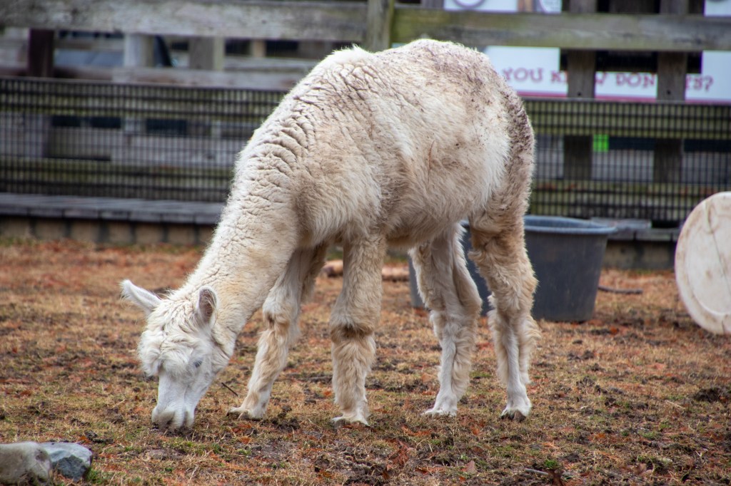National Zoo, Free, Smithsonian, Washington DC, Capital, Animals, llama, Alpaca, 