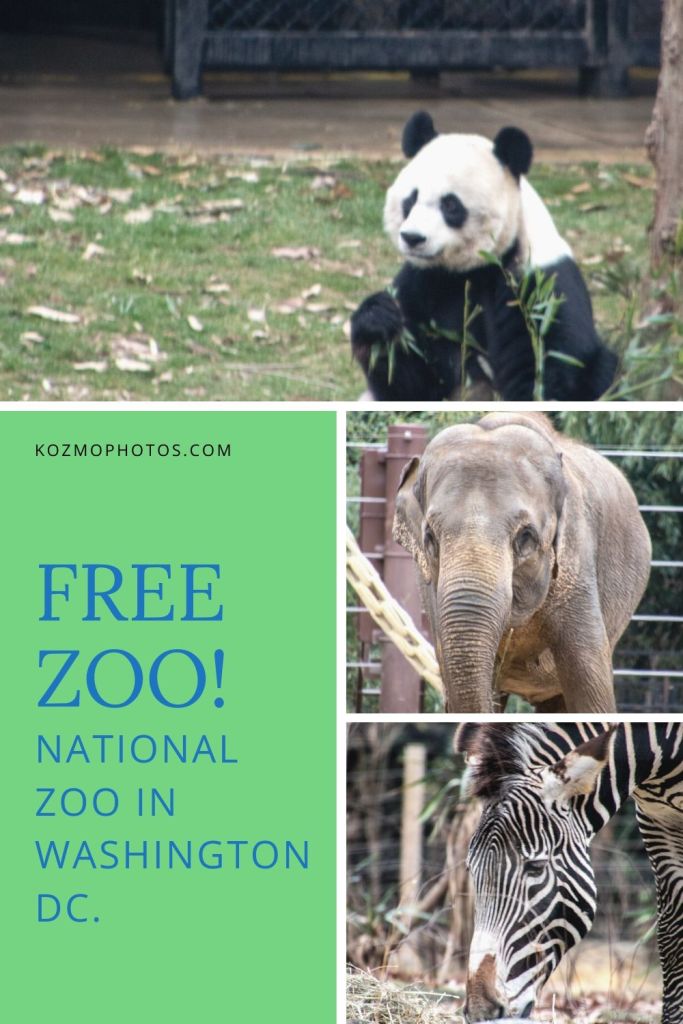 National Zoo, Free, Smithsonian, Washington DC, Capital, Animals, 