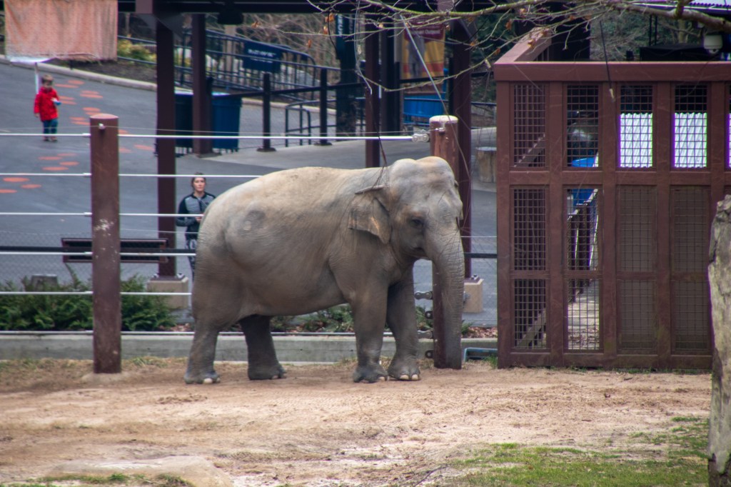 Elephants, National Zoo, Free, Smithsonian, Washington DC, Capital, Animals, 