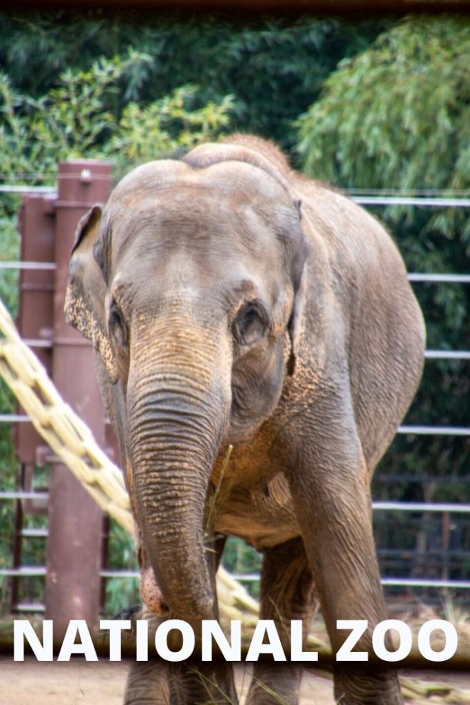 National Zoo, Free, Smithsonian, Washington DC, Capital, Animals, 