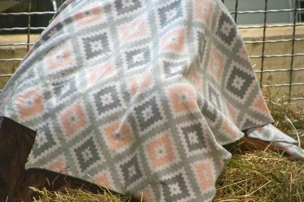 Orangutan, Hiding, National Zoo, Free, Smithsonian, Washington DC, Capital, Animals, 