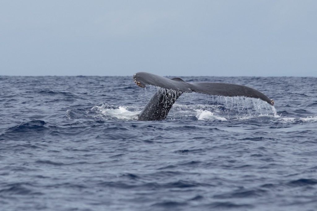 whale, boating, Cape May, NJ, New Jersey, Shore, Vacation, Beach, Atlantic Ocean