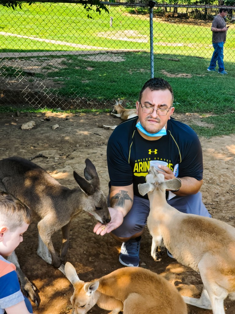 feeding kangaroos at Kentucky Down Under