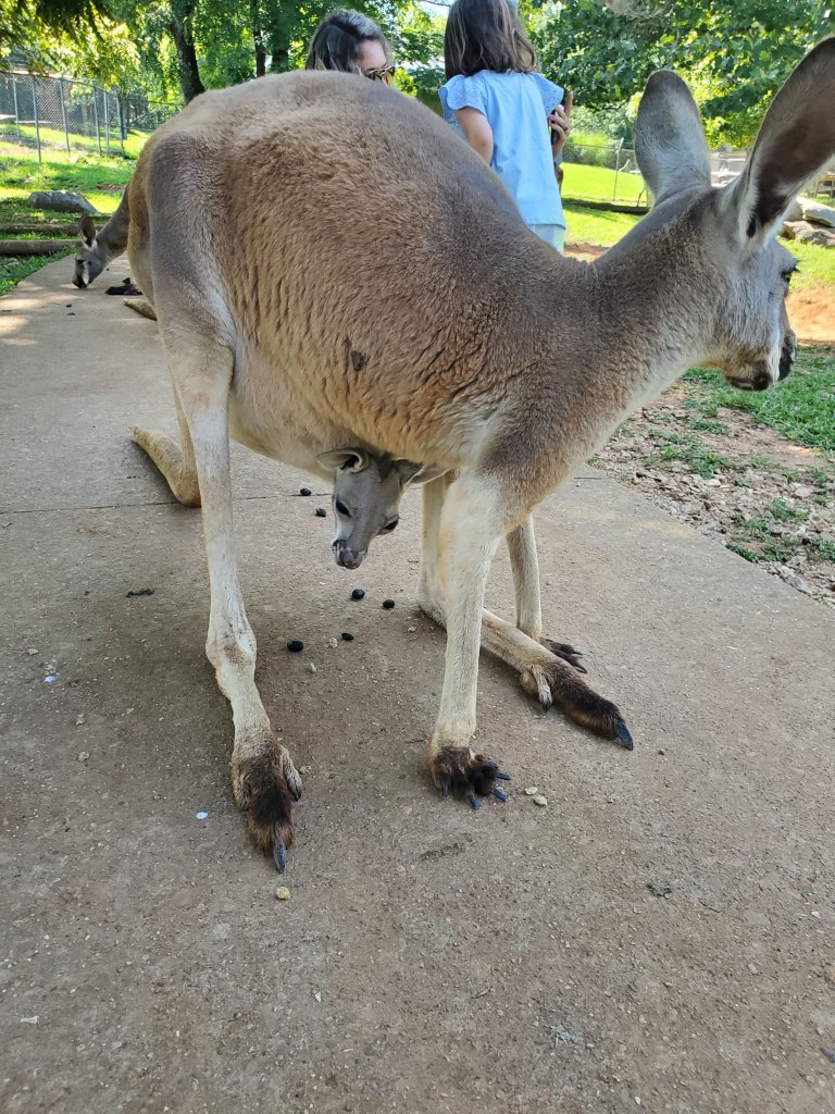 Kangaroo, joey, Kentucky Down Under, Horse Cave, KY, 
