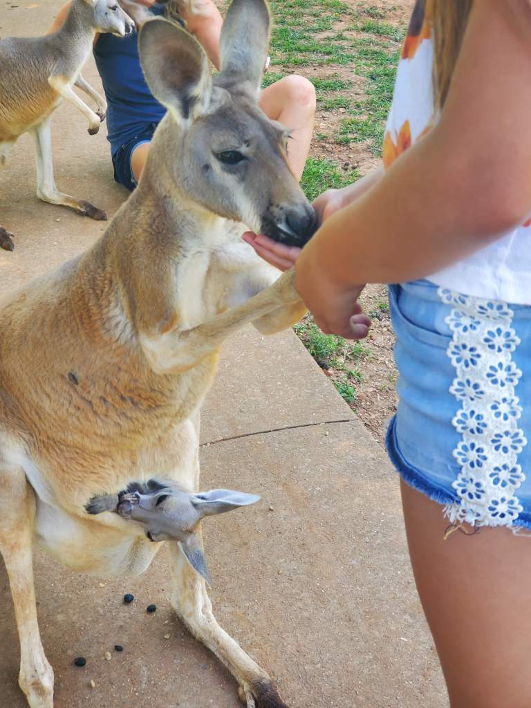 Feeding a kangaroo with a joey in it's pouch at Kentucky Down Under
