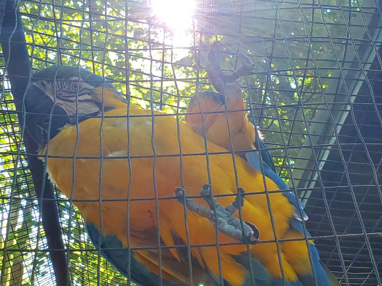 Parrot on fence at Kentucky Down Under