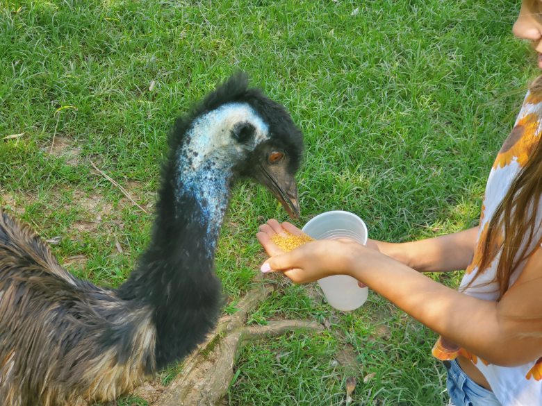 feeding an emu at Kentucky Down Under