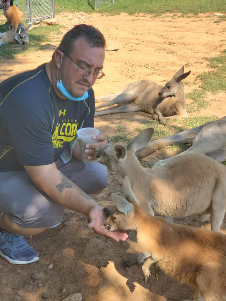 Feeding kangaroos at Kentucky Down Under