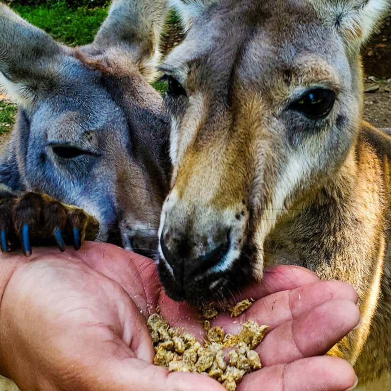 Kentucky Down Under, Kentucky, Kangaroo,