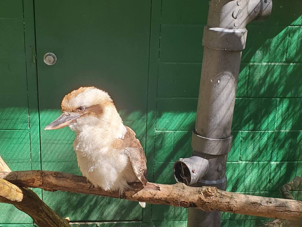 Laughing Kookaburra sitting on a branch at Kentucky Down Under