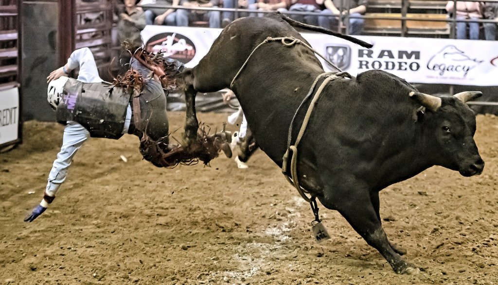 rodeo, bull riding, cowboy,