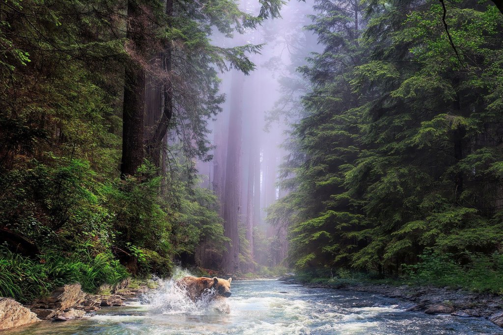 bear, water, stream, redwoods, California,