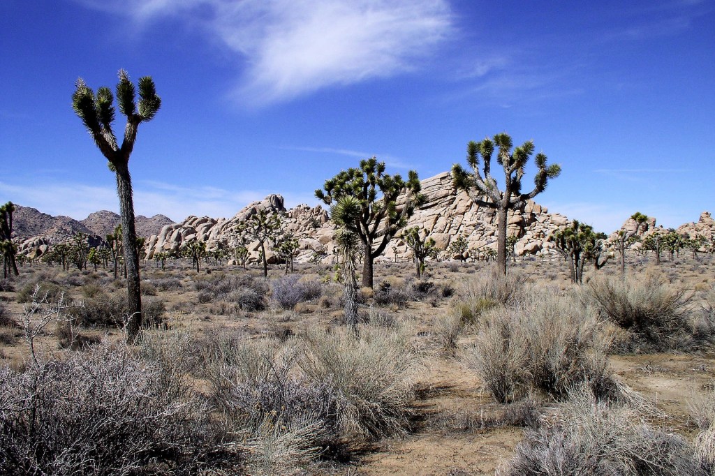 Joshua Tree National Park, California, Desert,