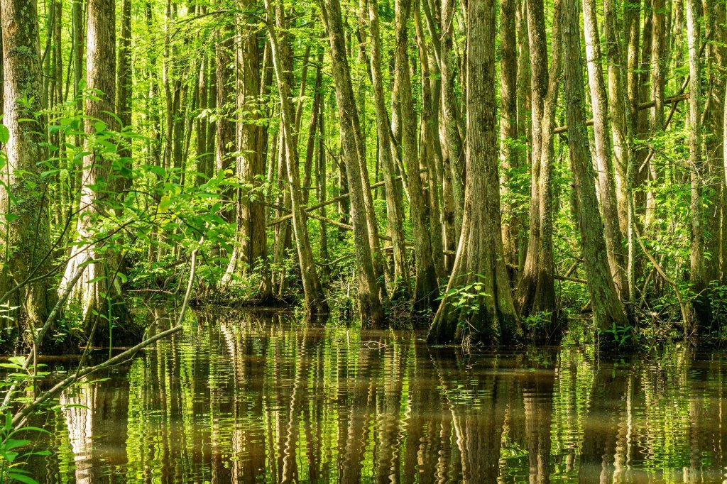 cypress swamp, Mississippi,