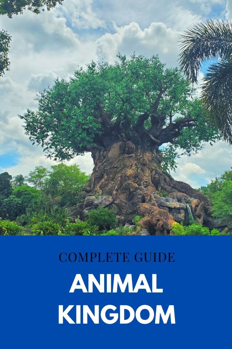 Complete Guide to Disney’s Animal Kingdom – Kozmo Photos