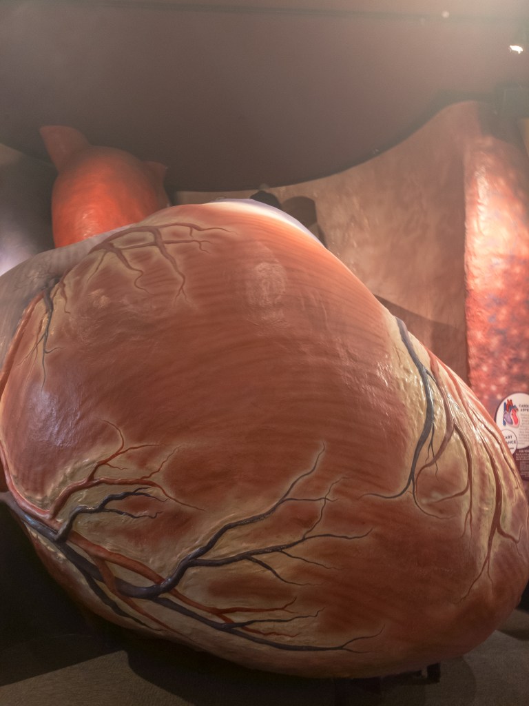 Franklin Institute, Heart, 