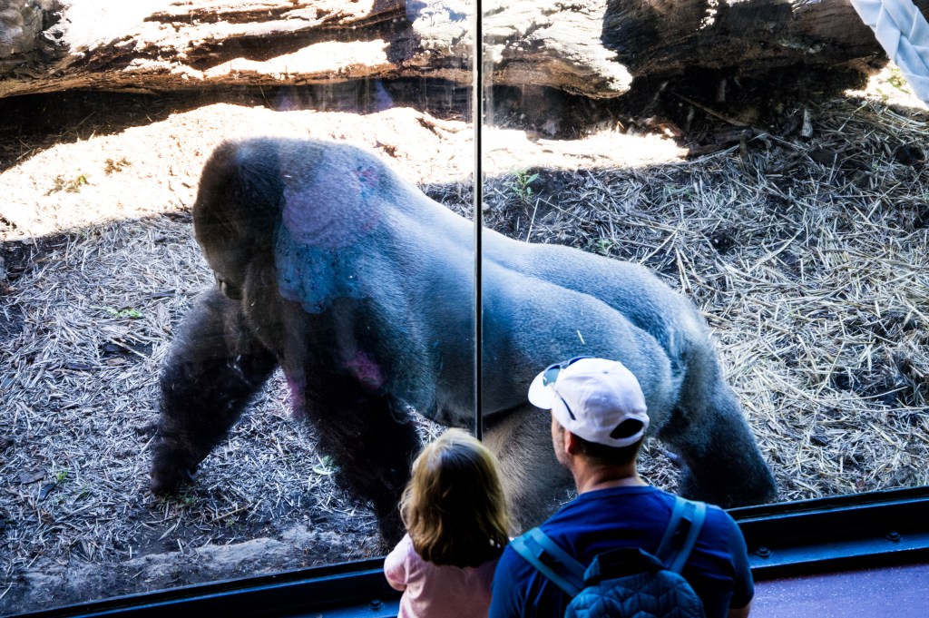 Philadelphia Zoo, Philly Zoo, Monkey, Ape, Dad and Daughter, Family friendly, 