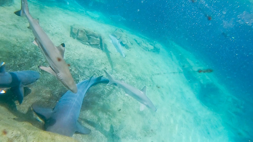 Discovery Cove, Florida, Orlando, sharks, reef sharks, underwater, 