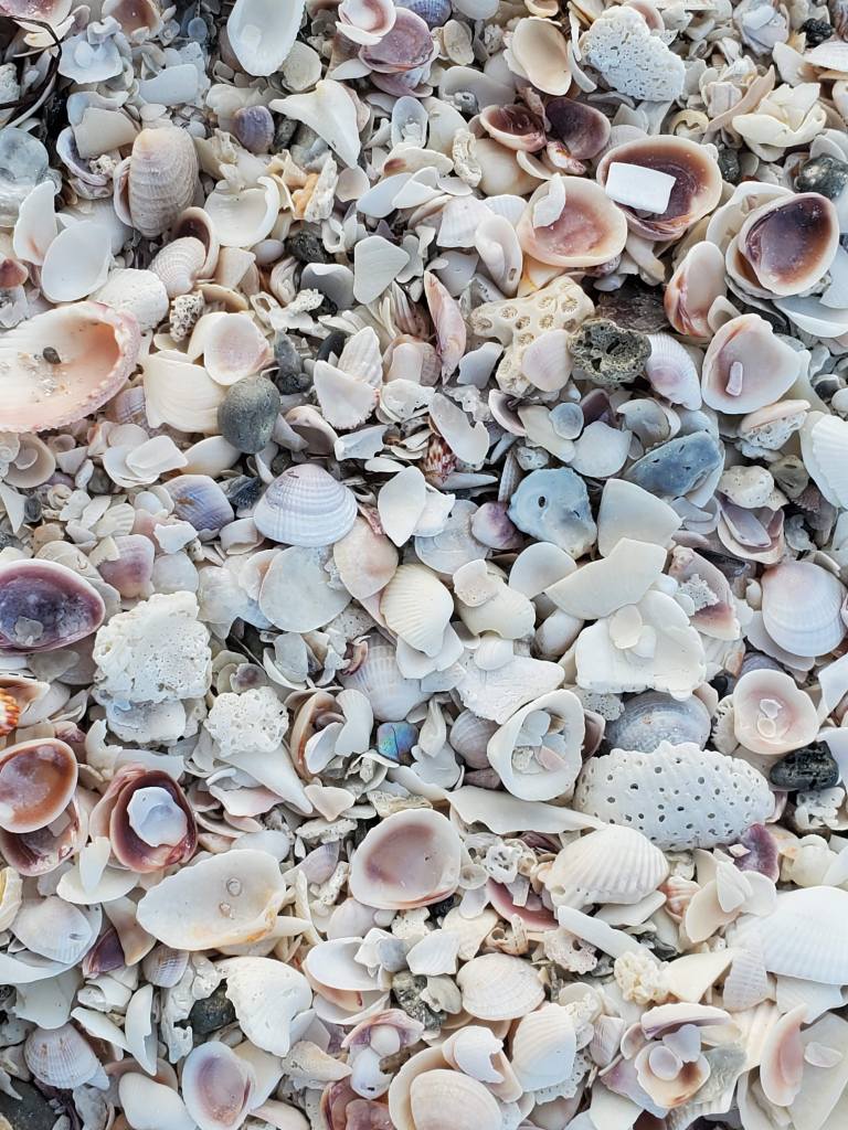 seashells, oyster shell, broken seashells, clam shell