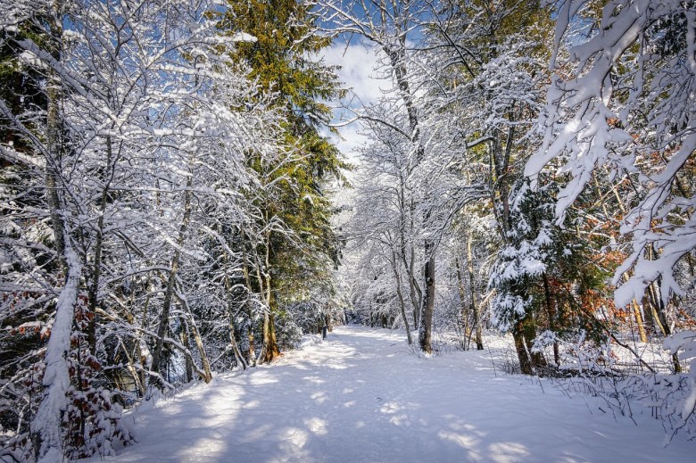 Capture the Chill: Winter Photography Tips for Stunning Snow&nbsp;Shots