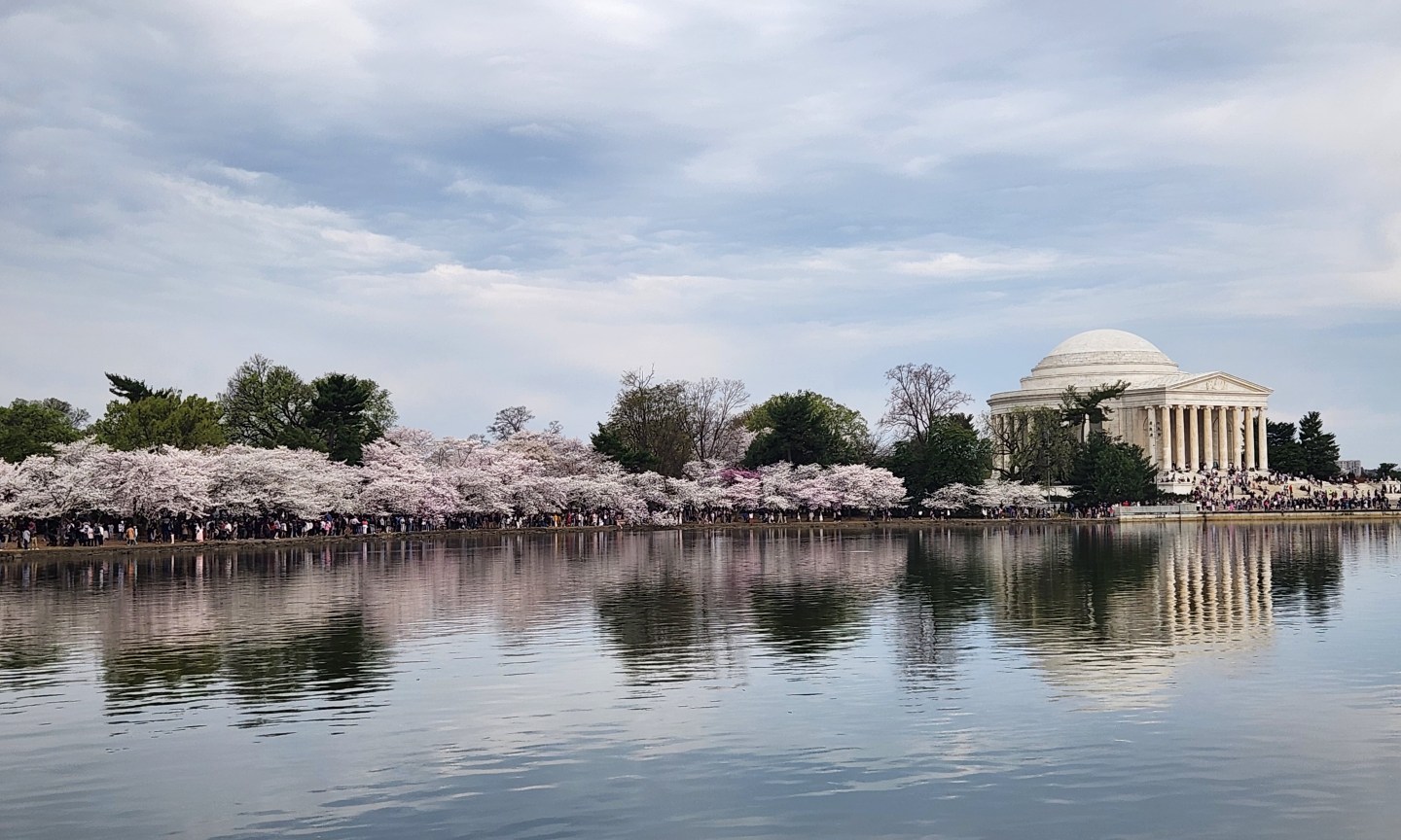 The Ultimate Guide to the 2026 Washington DC Cherry Blossom Festival ...